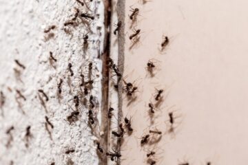 Image for Dodge Ant Infestations This Summer