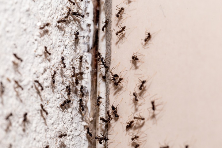 https://www.championtermiteandpestcontrol.com/wp-content/uploads/2023/06/dodge-ant-infestations-this-summer.jpg