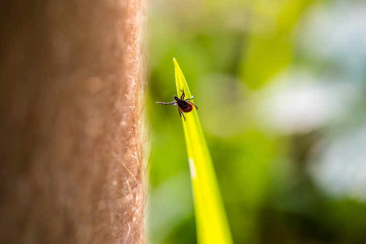 Close Up Of A Tick On A Blade Of Grass