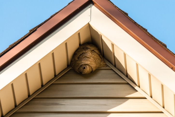 Wasps Nest Attached To Roof