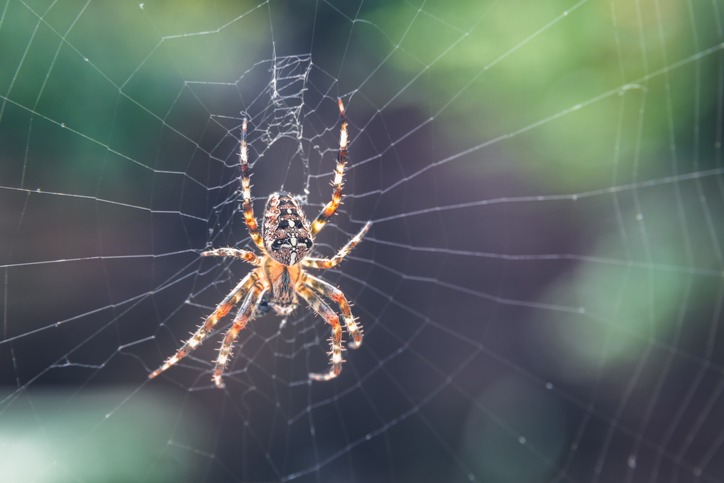 Most Common Types Of Spiders Living In Your House
