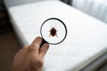 Image for How To Protect Your Mattress From Bed Bugs