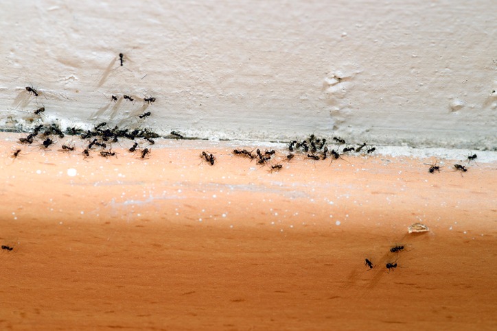 Signs Of A Pest Infestation Around Your Home