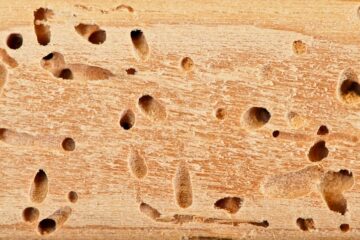 Image for 5 Signs That Show You Have Termites in Walls