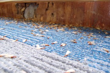Image for What You Need to Know About Termite Swarming Season