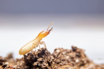 Image for Tips to Avoid Termites In Your Home