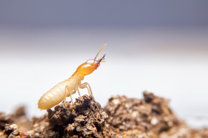https://www.championtermiteandpestcontrol.com/wp-content/uploads/2024/01/tips-to-avoid-termites-in-your-home.jpg