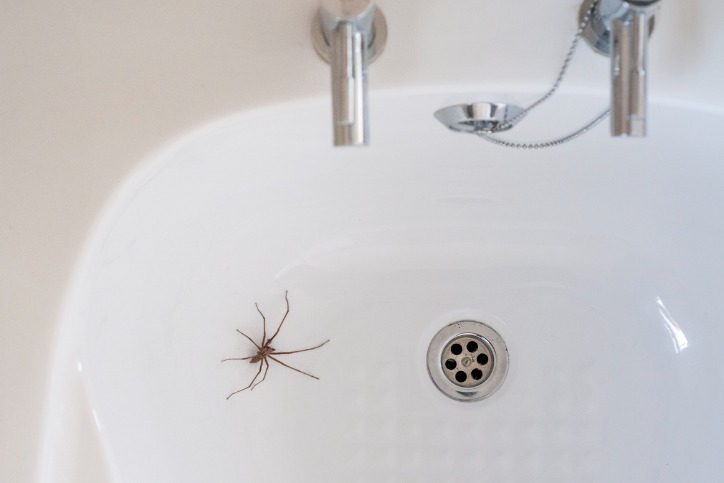 5 Reasons For Spiders In Your Home