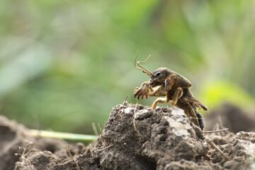 Image for Most Common Pests In St. Augustine, FL