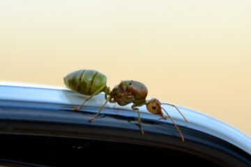 Image for How To Get Rid Of Ants In Your Car