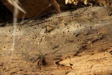 Image for Early Stage Termite Damage: 4 Signs To Look Out For