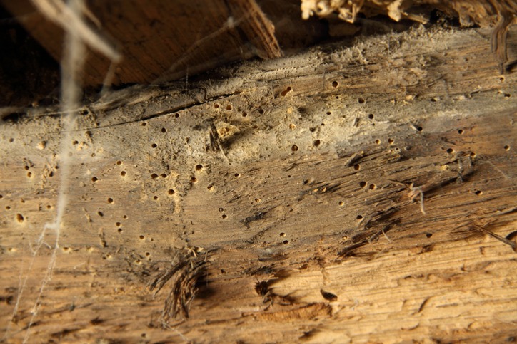 https://www.championtermiteandpestcontrol.com/wp-content/uploads/2024/03/early-signs-of-termite-damage.jpg