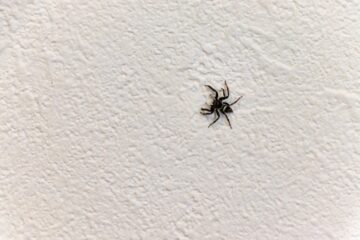 Image for Different Types of Spiders In The Home