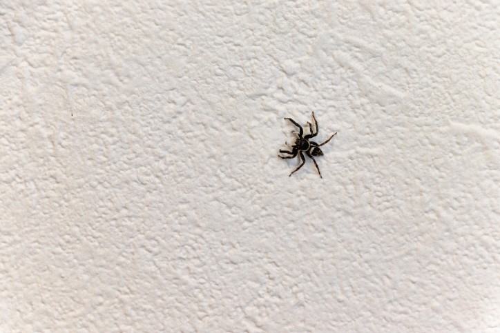 https://www.championtermiteandpestcontrol.com/wp-content/uploads/2025/05/florida-spiders.jpg