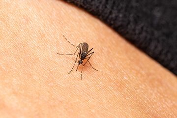 Image for How To Get Rid Of Mosquitoes