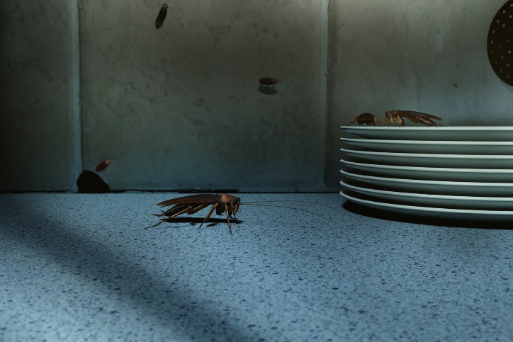 Cockroach In Cupboard