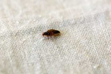 Image for Why Are Bed Bugs Reappearing?