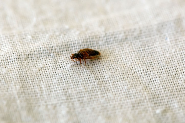 Bed Bug