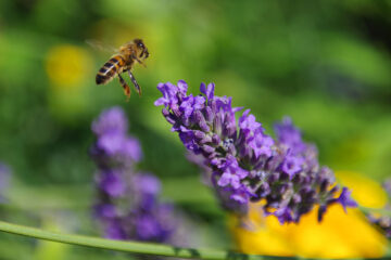 Image for Benefits of Eco-Friendly Pest Control For Your Home
