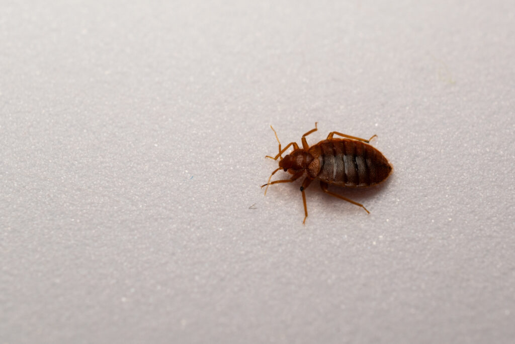 Bed Bug