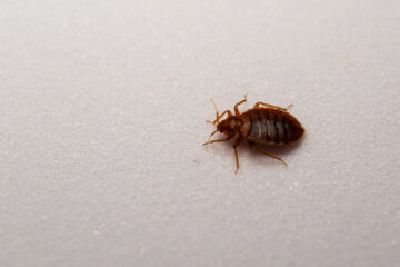 Image for Pest Identification: How To Tell If You Have Bed Bugs