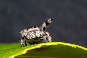 Image for Spiders: Nature’s Pest Control and What They Mean For Your Home