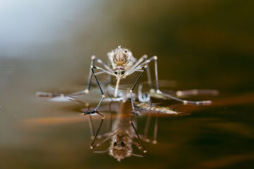 Image for Natural Barriers Against Mosquitoes