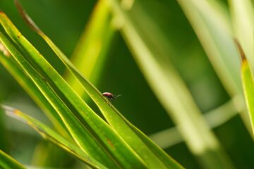 Image for How To Tackle Outdoor Winter Pests