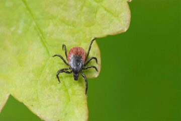 Image for Warmer Than Usual Fall Could Lead To Increased Tick Activity