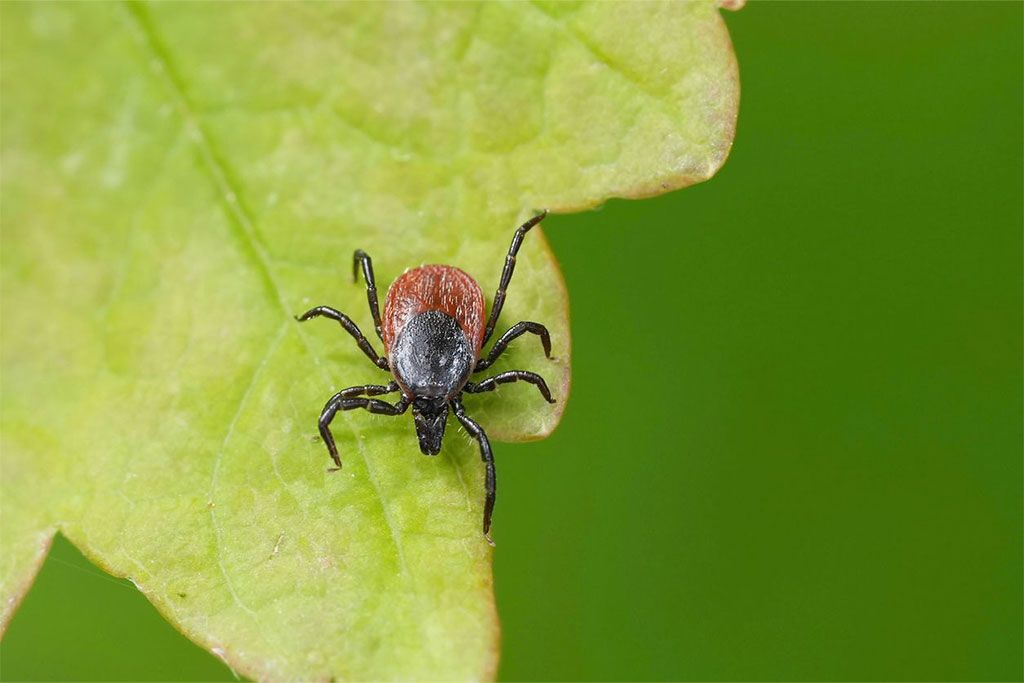 a tick on a leaf
