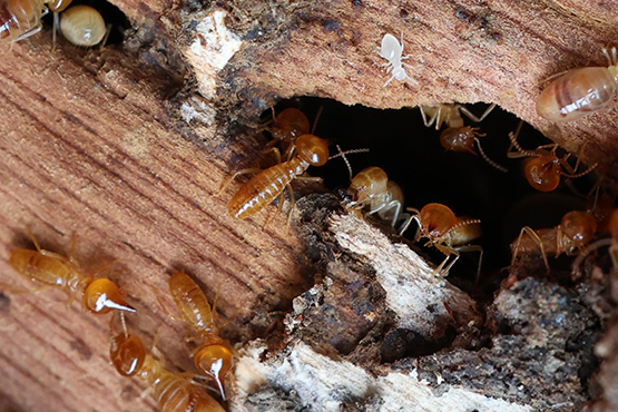 termites crawling into a piece of wood