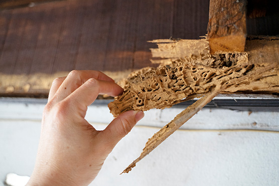 a piece of wood damaged by termites