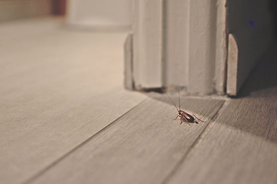 cockroach inside a home